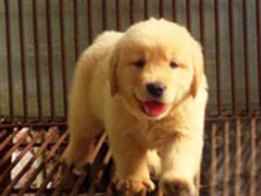 爱宠乐犬舍