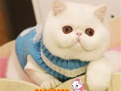 莉姿猫舍