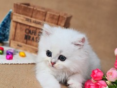 晶滢猫舍