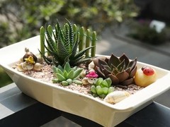 苏州绿植租赁