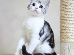 小许宠物
