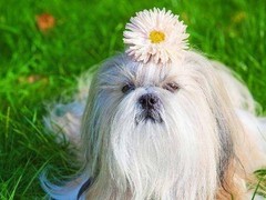 嘉兴英国跳猎犬