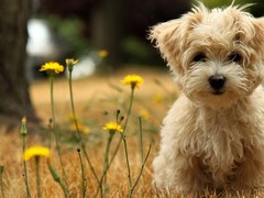 嘉兴英国跳猎犬
