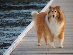 海口伊比赞猎犬