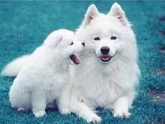 拉萨爱尔兰猎狼犬