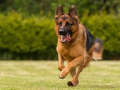 威海西伯利亚雪橇犬