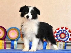 廊坊切萨皮克海湾寻回犬