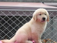 兰州北京犬