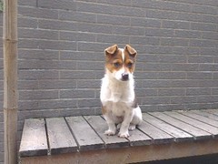南通迦南犬