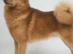 金华比利时特伏丹犬