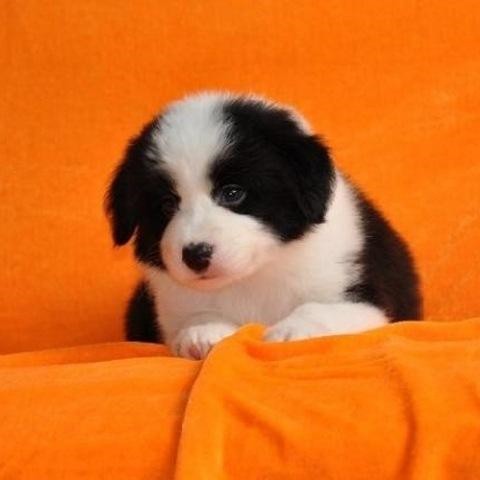 犬舍繁殖基地