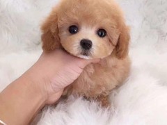 连云港波尔多犬