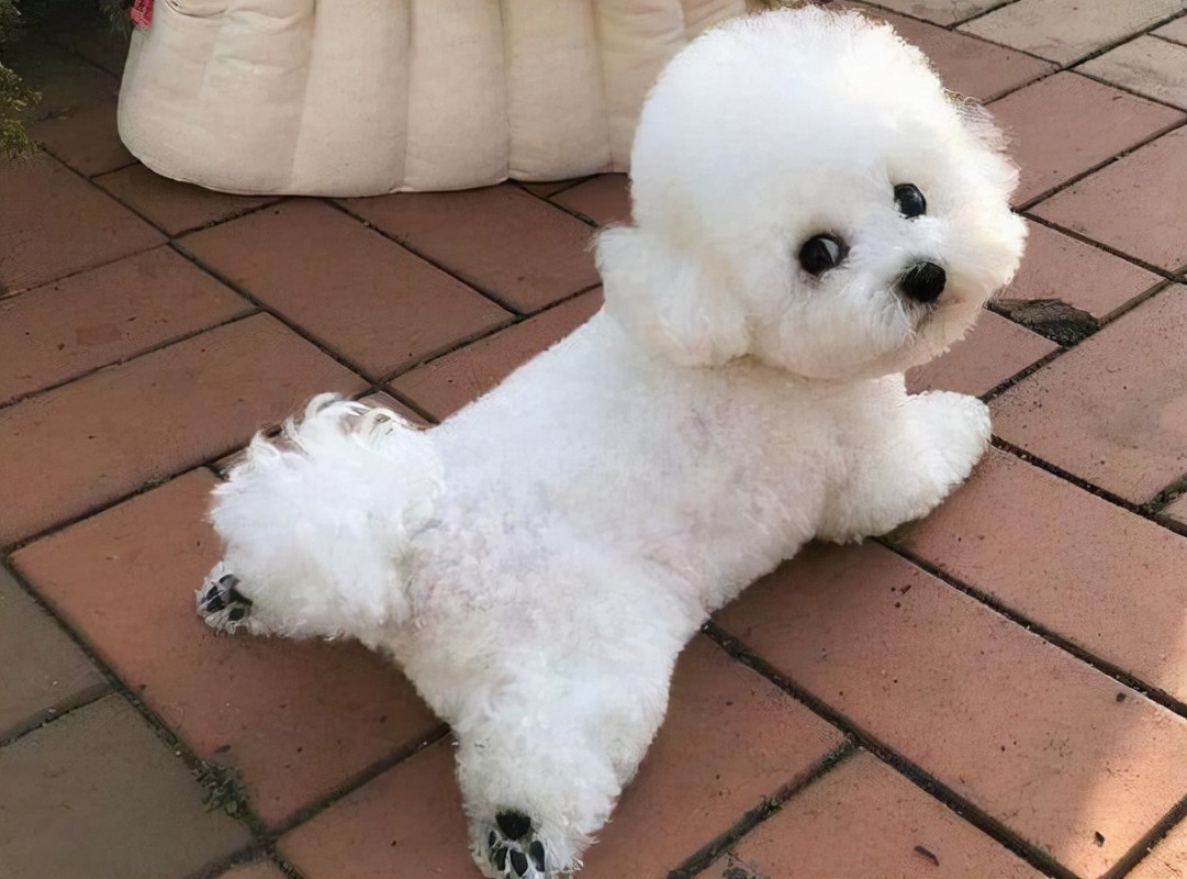 犬舍繁殖基地