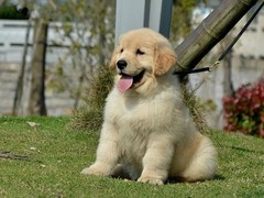 旺旺名犬