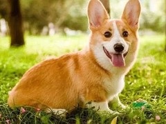 苏州北京犬