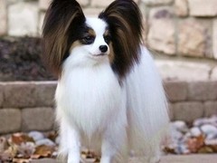 东莞田野小猎犬