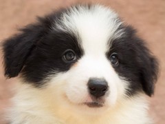 高端名贵犬