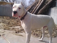 石家庄威尔士跳猎犬