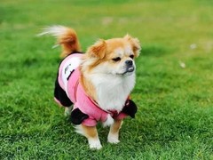 扬州冰岛牧羊犬