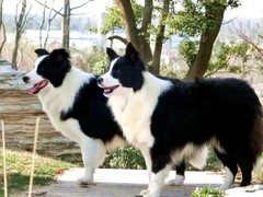 益帆边境犬舍
