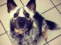 珠海普罗特猎犬