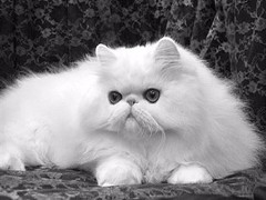 钟灵猫舍