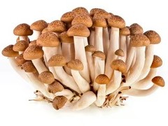 鹿茸菌种植基地