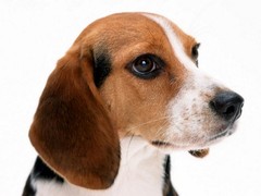 盐城布列塔尼犬