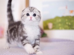 烟台波斯猫价格