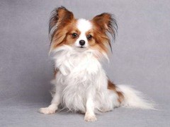 湖州挪威猎鹿犬