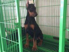 盛诚犬业