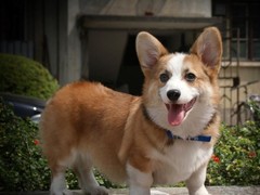 中山阿富汗猎犬