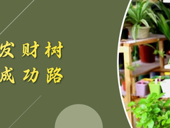 淄博发财树出售