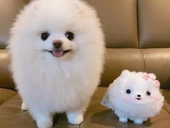 广东铃铛犬舍繁殖基地