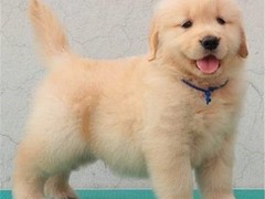 爱宠乐犬舍