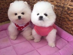 银川巴哥犬领养