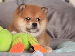 玉龙犬舍