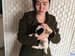 上海浦东新区宠物流浪狗流浪猫小动物救助领养收容收养中心站
