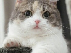 嘉美猫舍