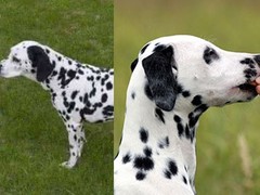 宿迁弗莱特寻回犬