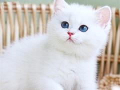 小新猫舍