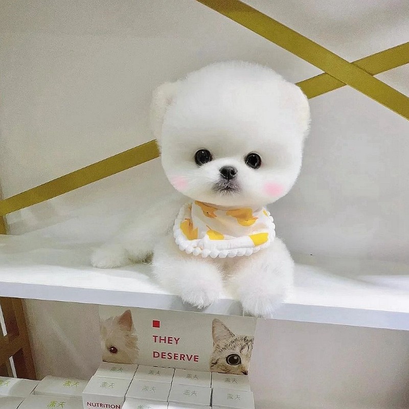 犬舍繁殖基地