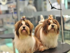 广东真顺犬业