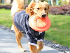 马鞍山训犬基地