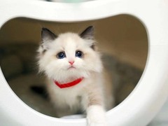 可乐猫咪苑