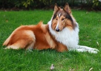 犬舍繁殖基地