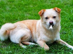 南昌德国宾莎犬