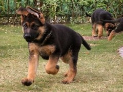 汪泰犬业