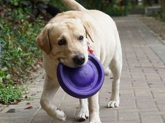郑州训犬基地