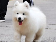 安安犬舍